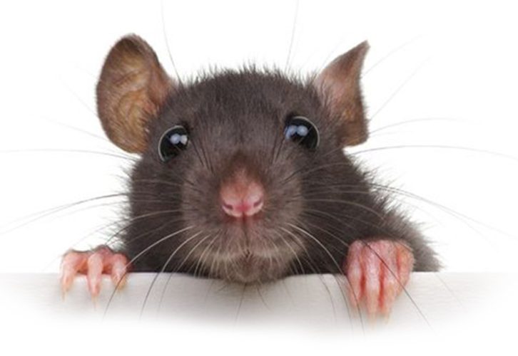 Rat1